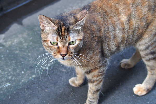 ヴェル　上から