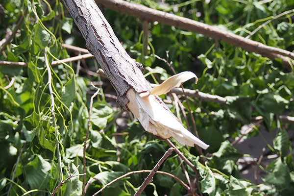 broken tree after typhoon