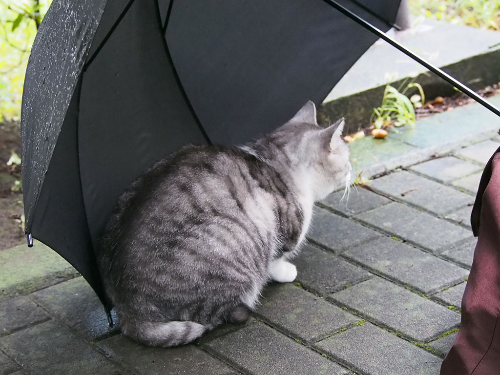 chrom in the umbrella