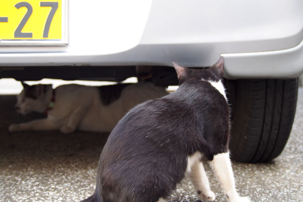 車の下に滑り込むコチュ　こまち見る