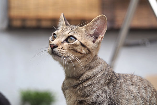 お空を見る　らいた