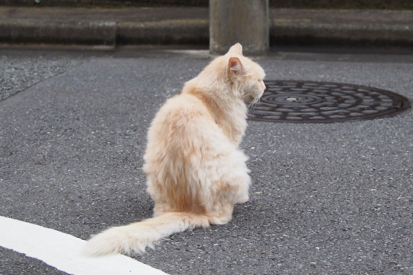 道路の真ん中　背中　ナリコマ