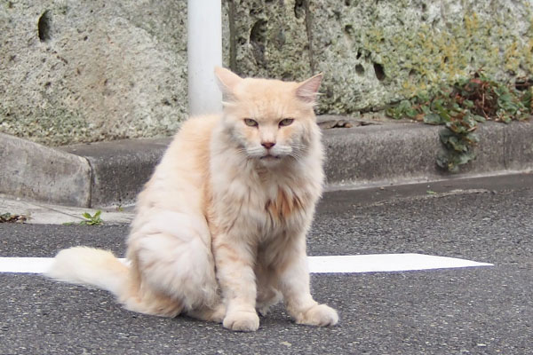 カメラ見る　ナリコマ