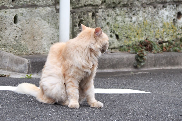 あっちか　ナリコマ