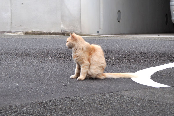 道路の真ん中　ナリコマ