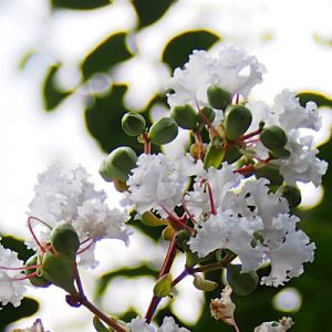 flower white sarusuberi