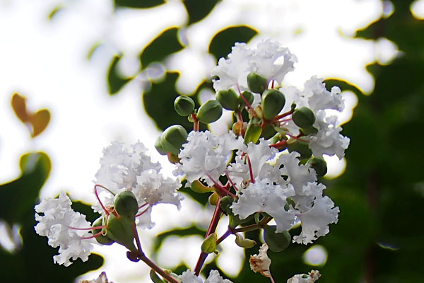 flower white sarusuberi