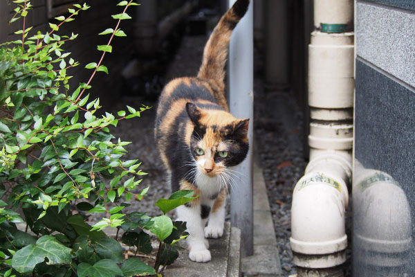 出て来たリコ