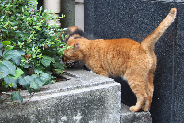 いつの間にか参加するカブ