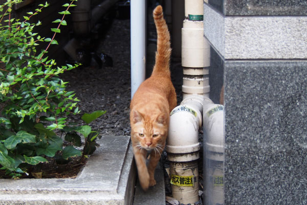 遅れて登場　カブ