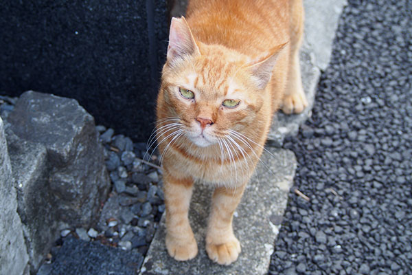 エアふみふみが止まらないカブ