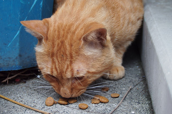 食べるトト