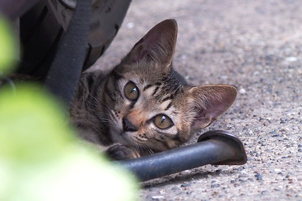 こいた　前見る　バイクの下