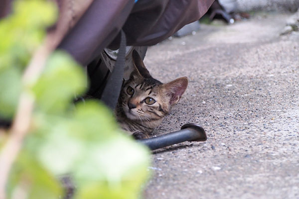 koita under the bike