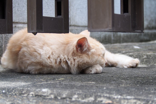 涼しくなってきた日　ナリコマ