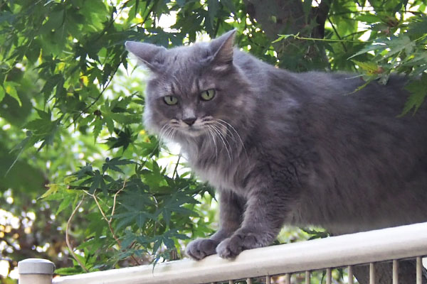 mafu on the tree and fence