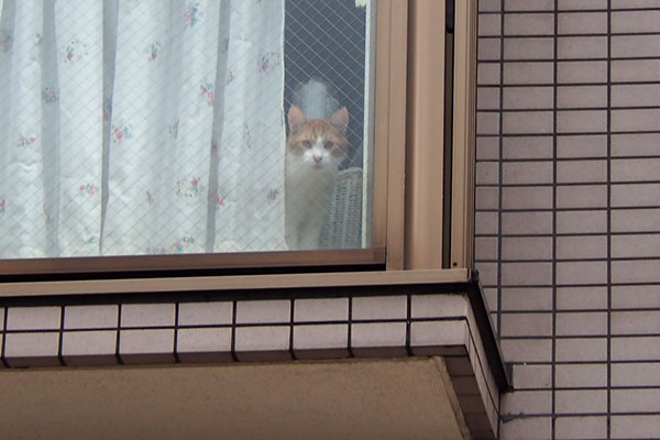 カーテンの隙間から　茶白さん