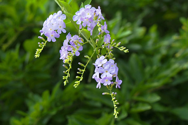 flower purple