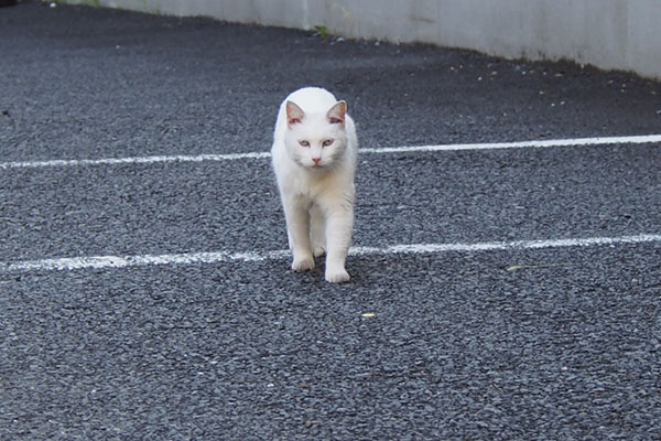 リリ　来る３しっぽダウン