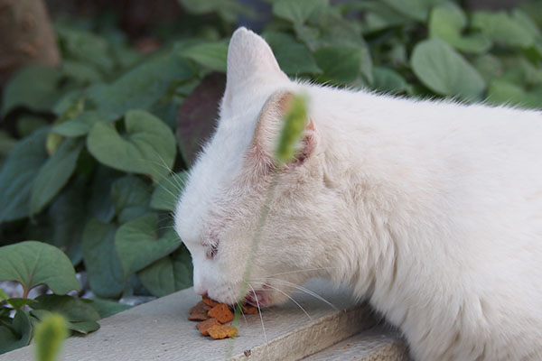 食べるリリ１