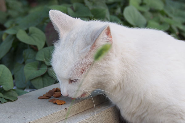 食べるリリ２