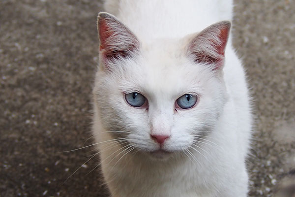 riri blue eyes closeup