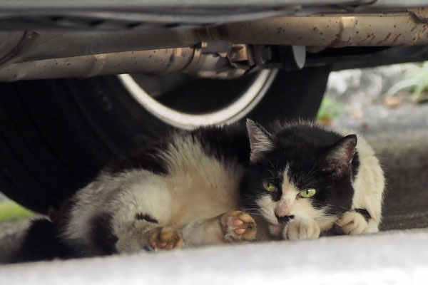 車の下にカル