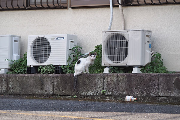 テン　低い塀の上