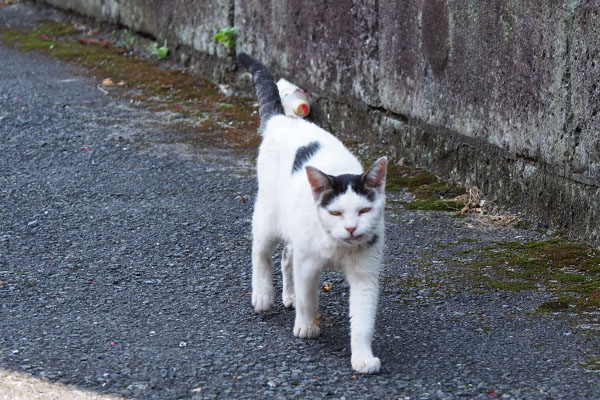 テン　何味かにゃ