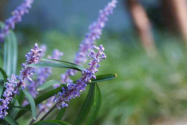 flower purple yaburan