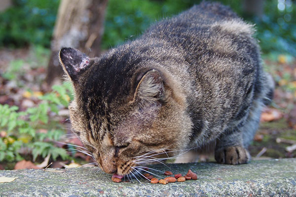 トッキー　食べる