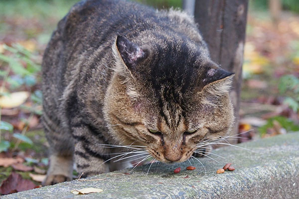 トッキー　もぐもぐ正面