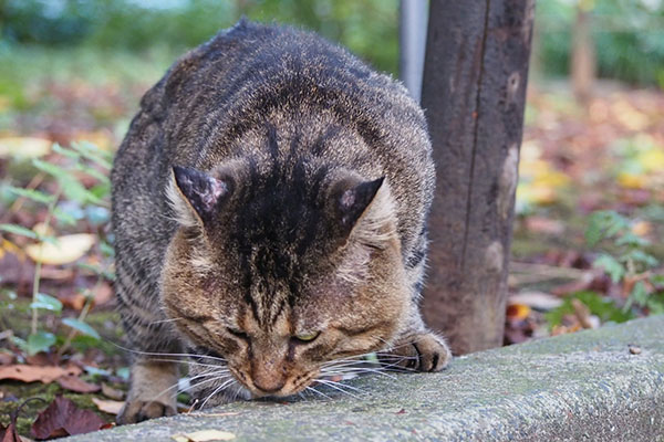 食べ終わった　トッキー