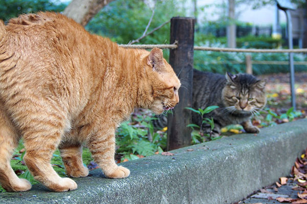 トッキーがコルレの残りを探す