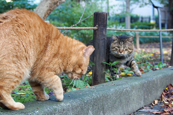 トッキー覗き込む感じ