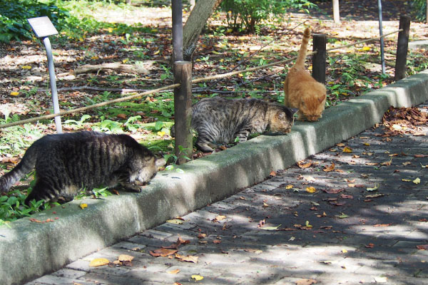 ３猫でまた食べる