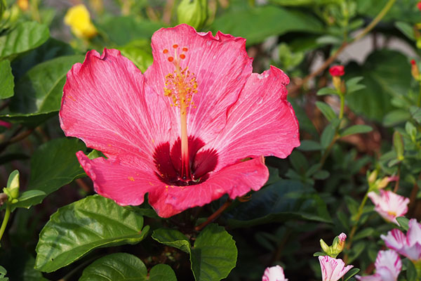 flower pink red tropical