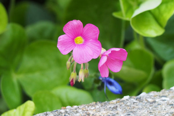 flower pink tiny