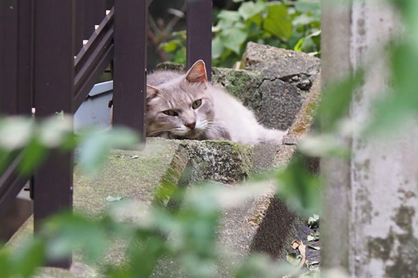 正面から　グリ