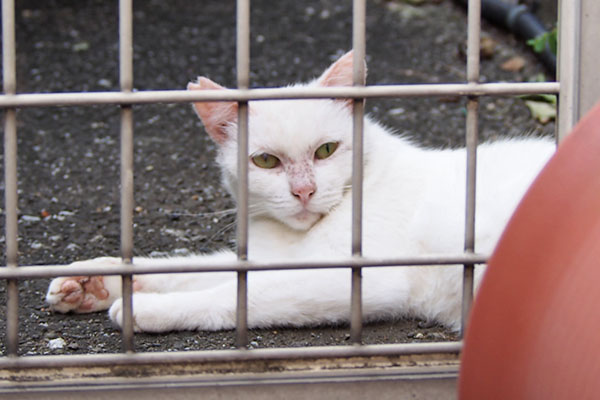 うさぎ　マスからお顔狙う