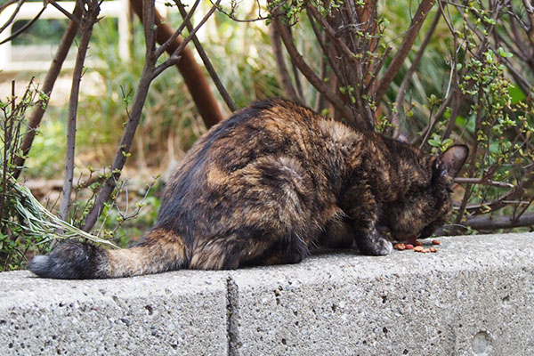 レフ　食べてる背中