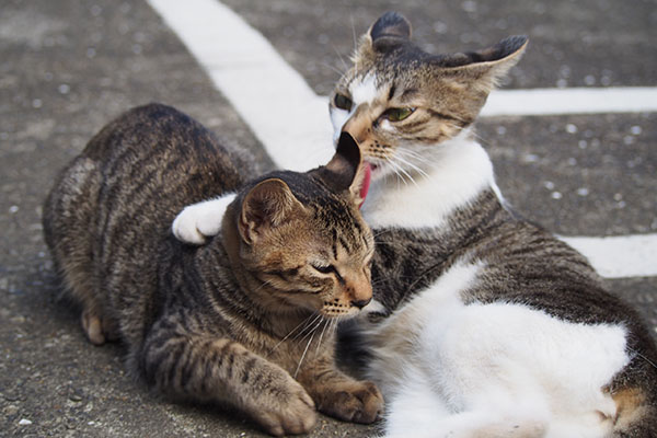 こいたをぺろんするママ