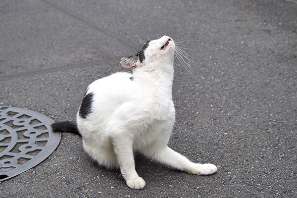 カキカキする　坊