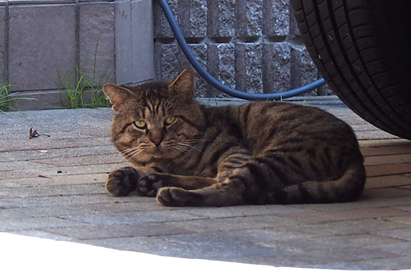 roki under the car