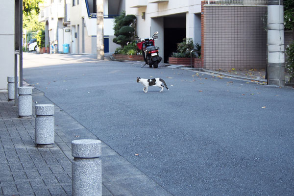 トム　道路横断中