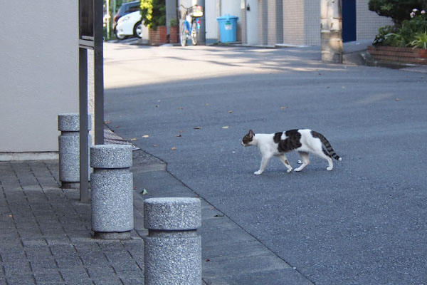 トム　脇目も振らず