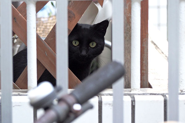 kito watching me fence