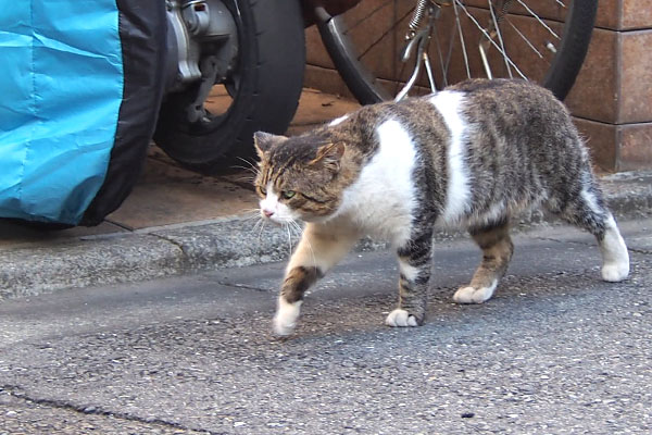 イカ耳歩き　レオ太