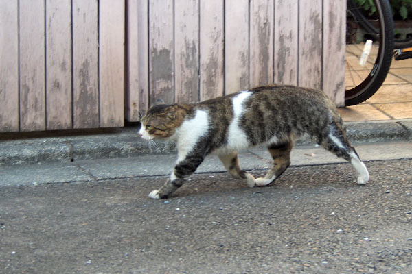 歩く　しっぽ内側　レオ太