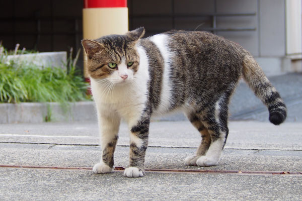 立ち止まる　レオ太